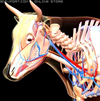 Cow anatomy 3D Model