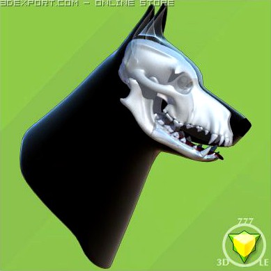 German Shepherd skull and head 3D Model