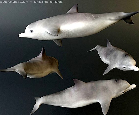 Dolphin 1 3D Model