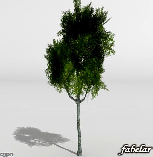 Silver Birch3d model