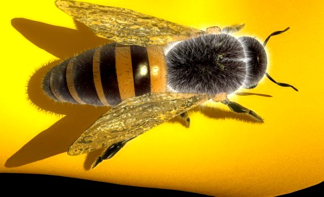 Bee 3D Model