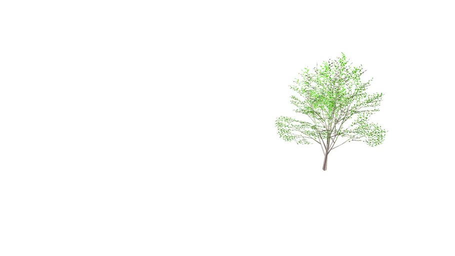 3D TREE
