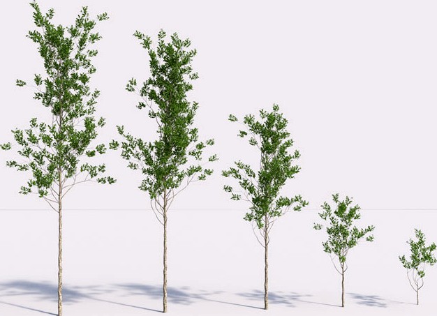 Set of 5 Trees