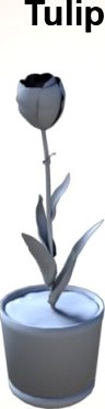 Tulip 3D Model