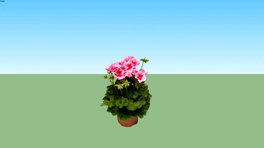 Geranium Pink