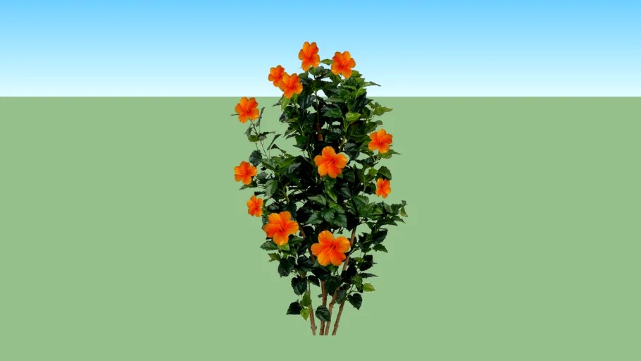 Kembang Sepatu Orange