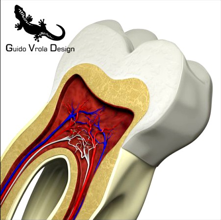 Tooth Cross Section 3D Model