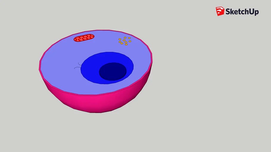 cell model2