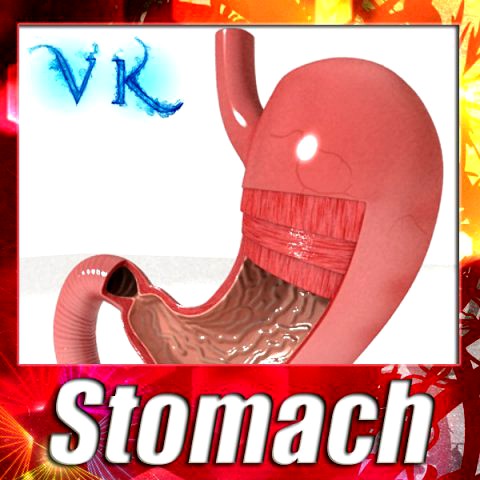 Realistic Stomach with Cutaway 3D Model