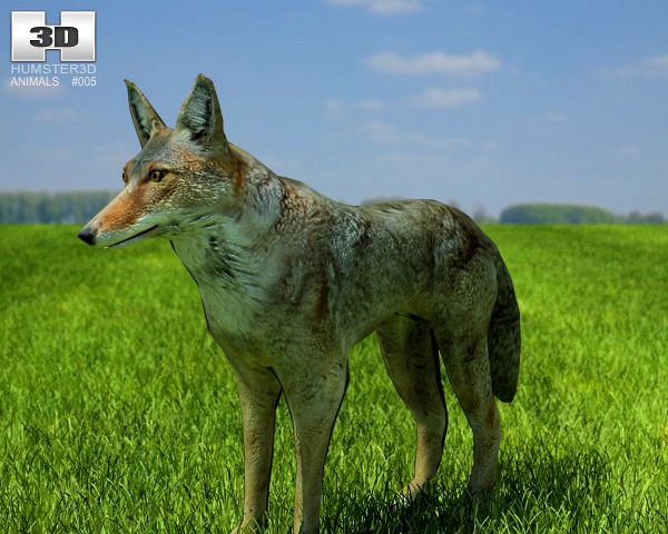 Coyote 3D Model