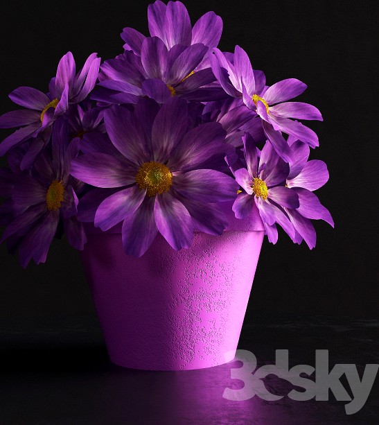 Flowers in a pot