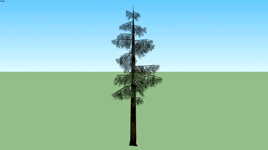 baum