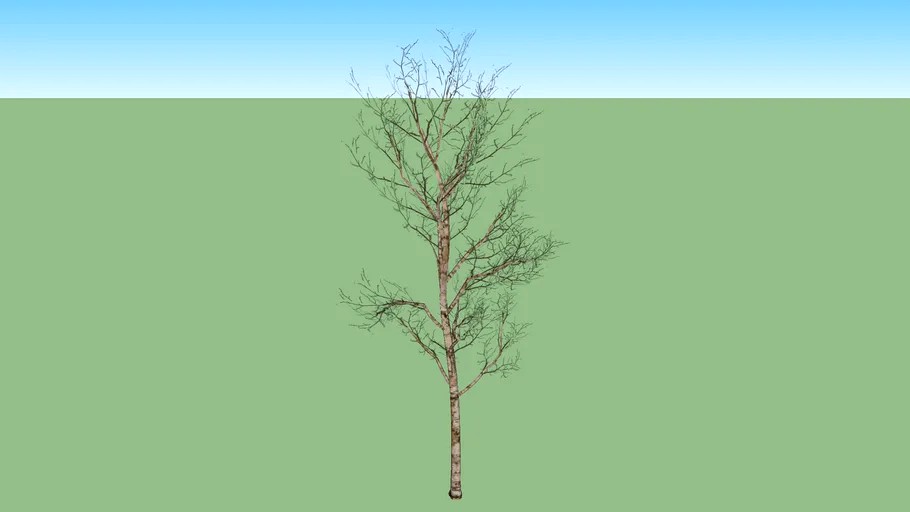 baum