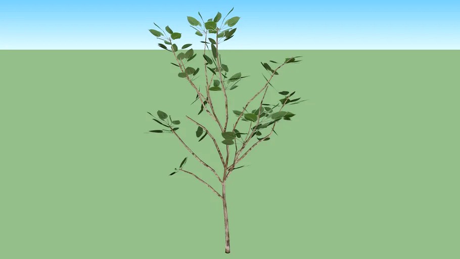 baum