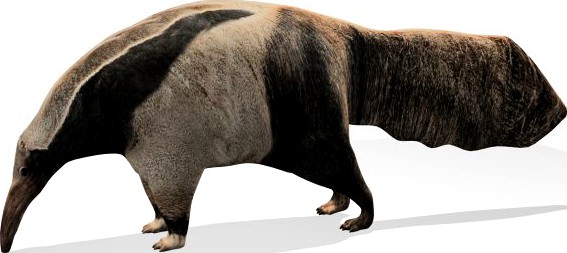 Anteater 3D Model