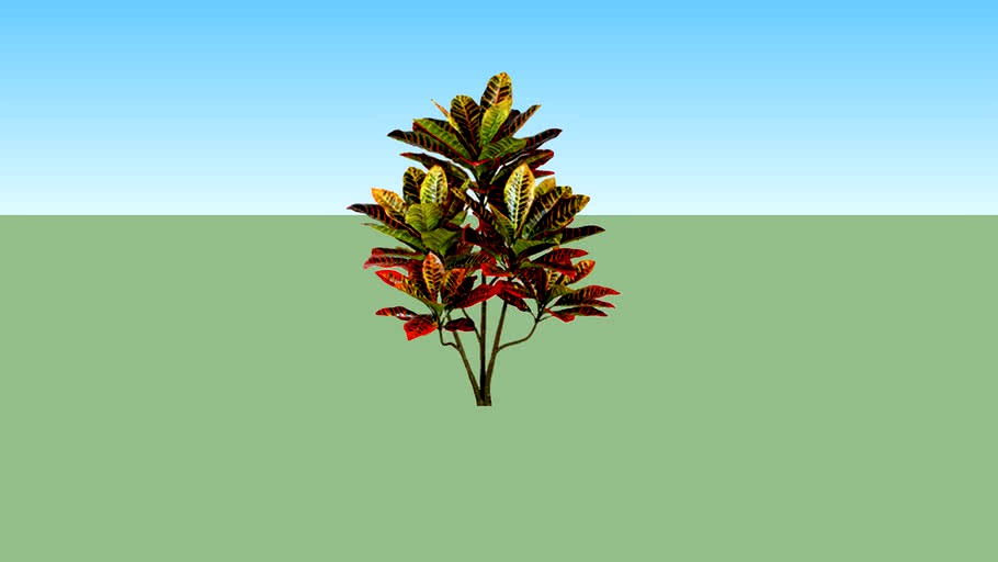 Puring (Codiaeum variegatum)