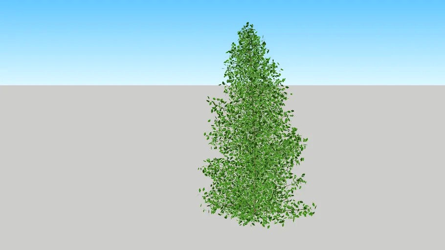 Ginkgo biloba 'Fastigiata'