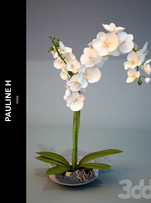 Композиция &quot;Pauline_H&quot; Orchid Blanc