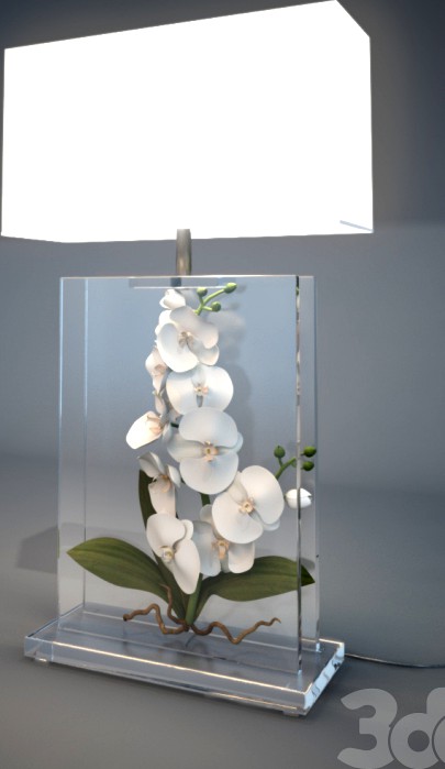 Pauline H  ORCHID BLANC