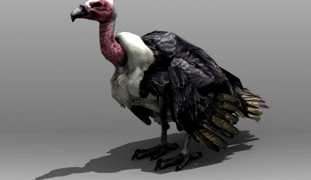 Vulture 3D Model