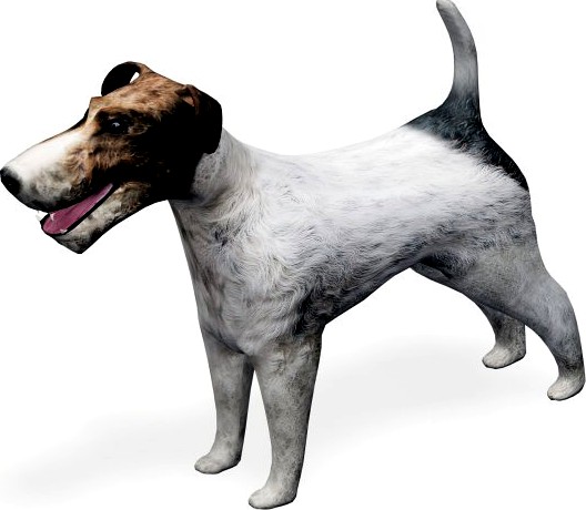 Fox Terrier 3D Model