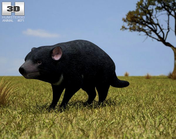 Tasmanian Devil Sarcophilus Harrisii 3D Model