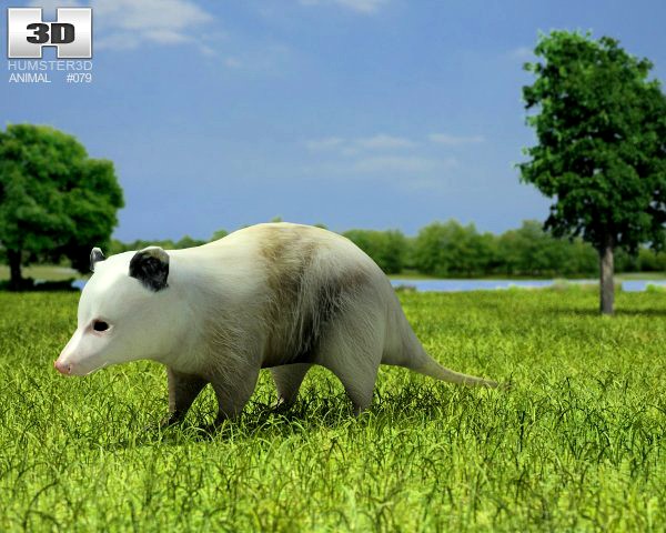 Opossum Didelphidae 3D Model