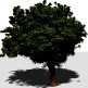 High Quality Tree 3D Model