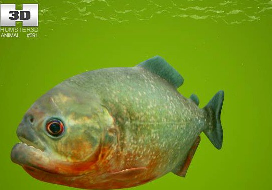 RedBellied Piranha Pygocentrus Nattereri 3D Model