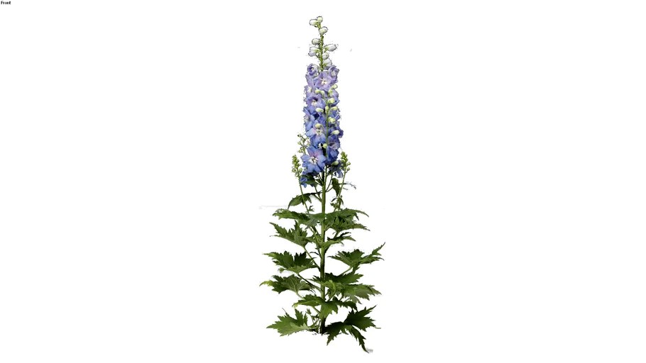 Delphinium Excalibur light blue 2D follow me