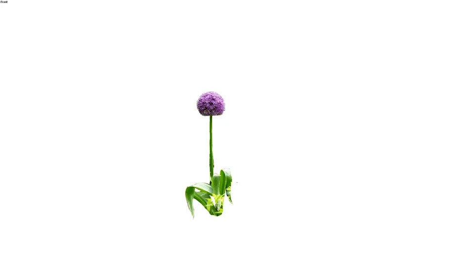 Allium Globemaster 2D follow me