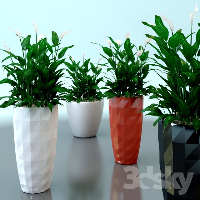 Spathiphyllum Wallis / Spathiphyllum wallisii in pots Lechuza