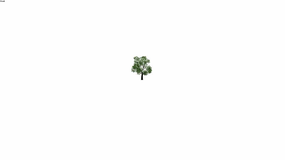arb