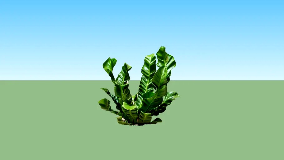 Kadaka