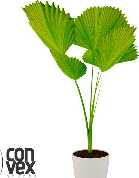 Potted Plant09 3D Model