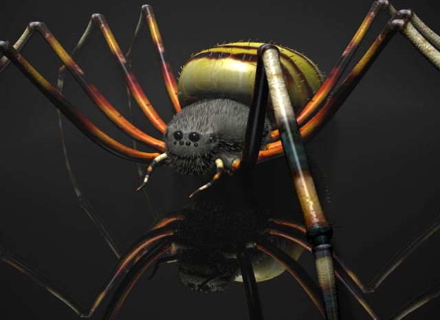 Spider Tiger RIGGED 3D Model