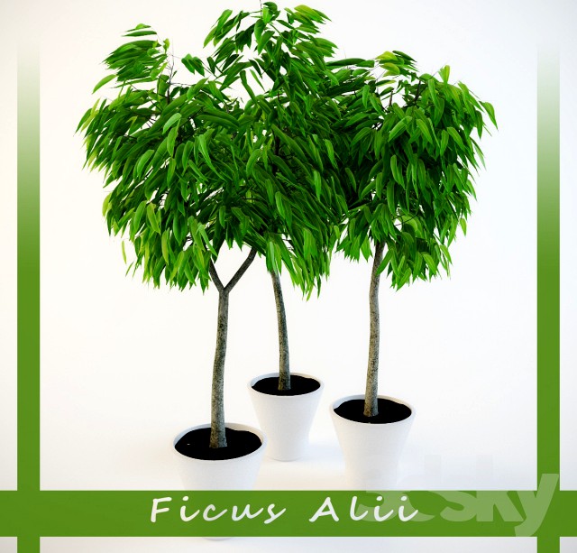 Ficus Ali