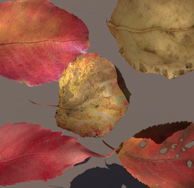Autumn Fall Leafs PACK Low Poly 3d Model 3D Model