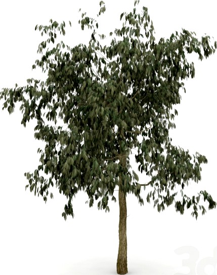HD_tree_03_jefpreti.com