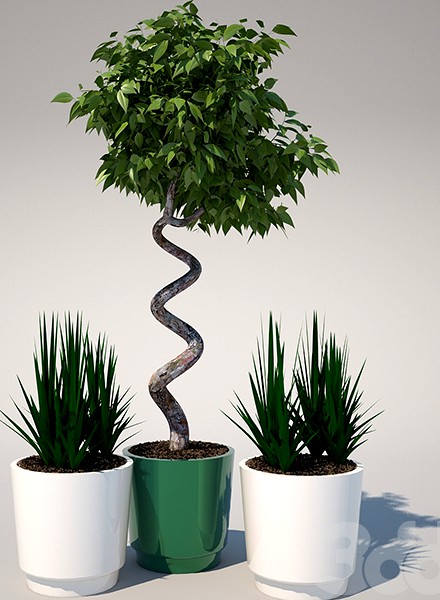 PANDORA