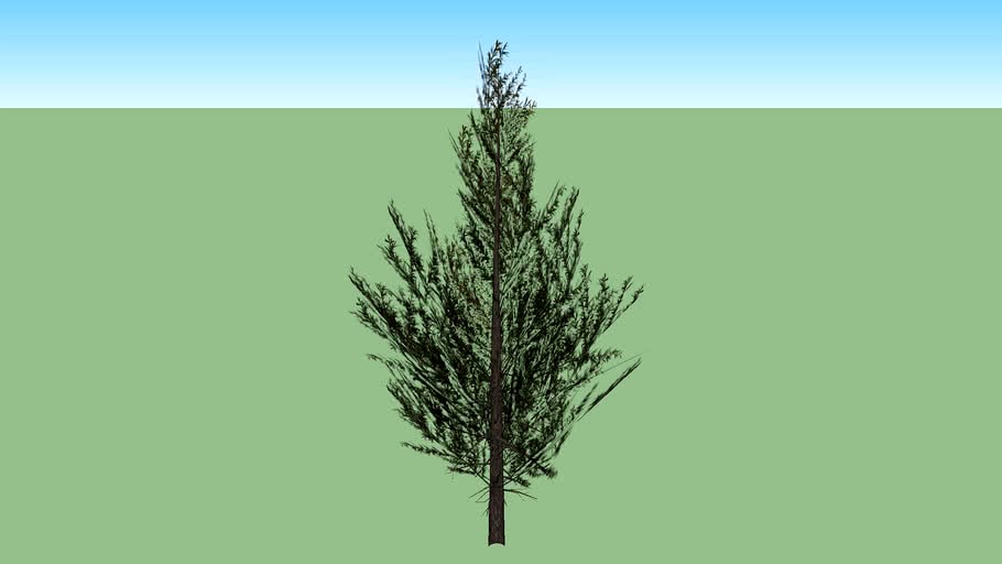 Baum