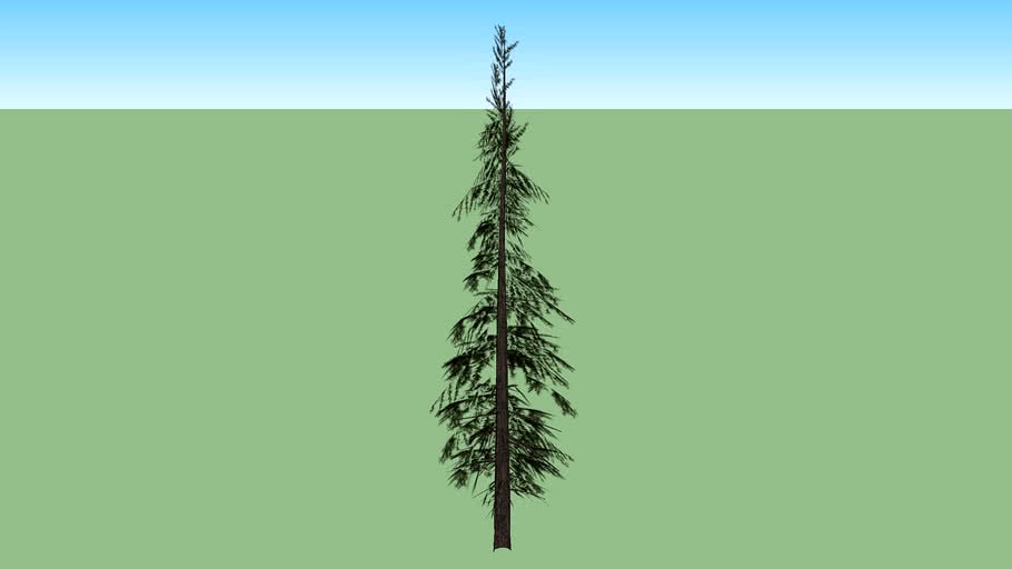 Baum