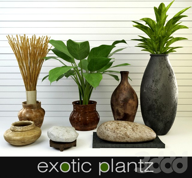 Exotic Plants