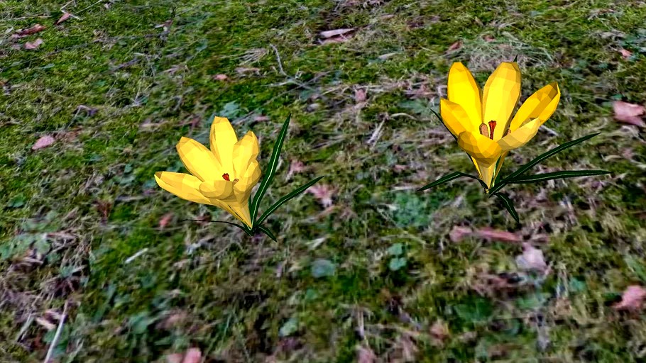 Krokus