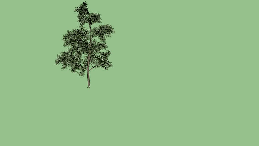 Modified Broadloaf Tree (bukva)