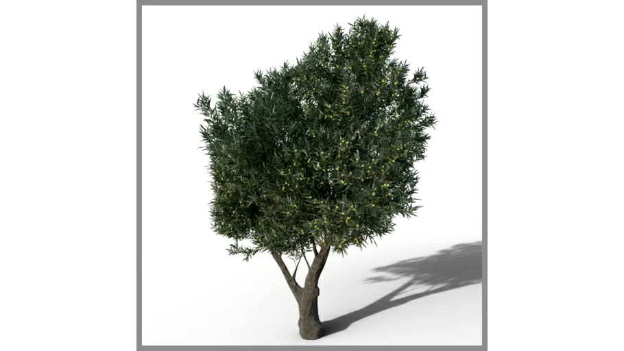 ROCKIT3D Olea europaea 3.5 m (Olive tree)