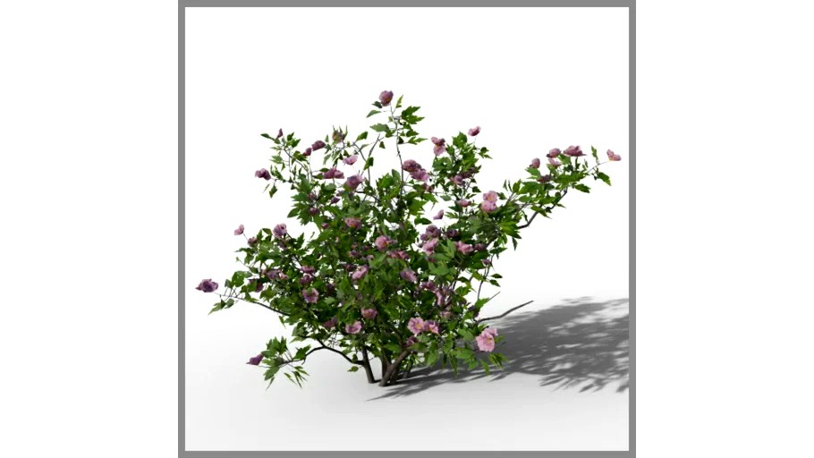 ROCKIT3D Hibiscus syriacus 0.8 m (Rose mallow)