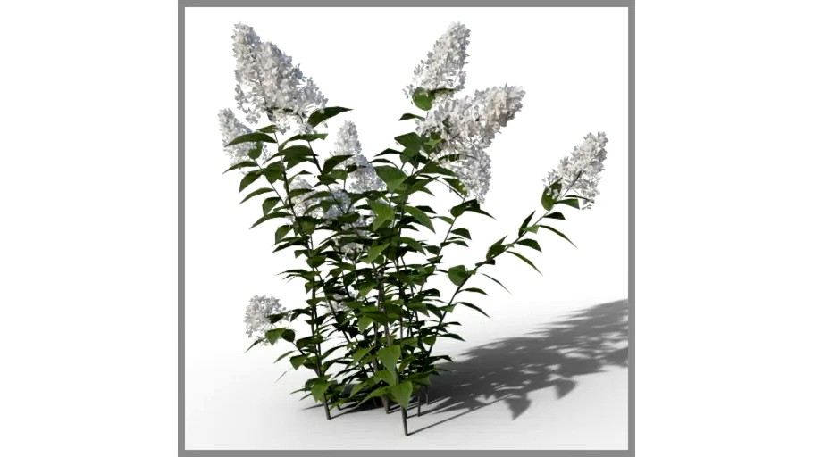 ROCKIT3D Buddleja davidii 0.5 m white (Summer lilac)