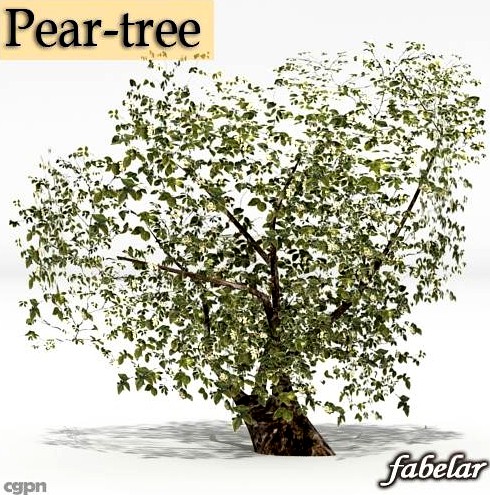Pear tree3d model