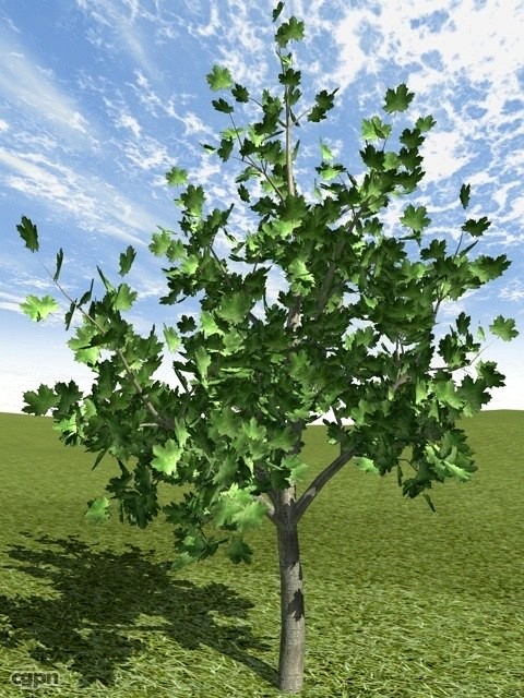 Tree Maple3d model